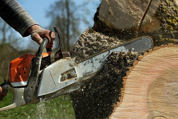 How Our Tree Care Process Works  in  Powers Lake, WI